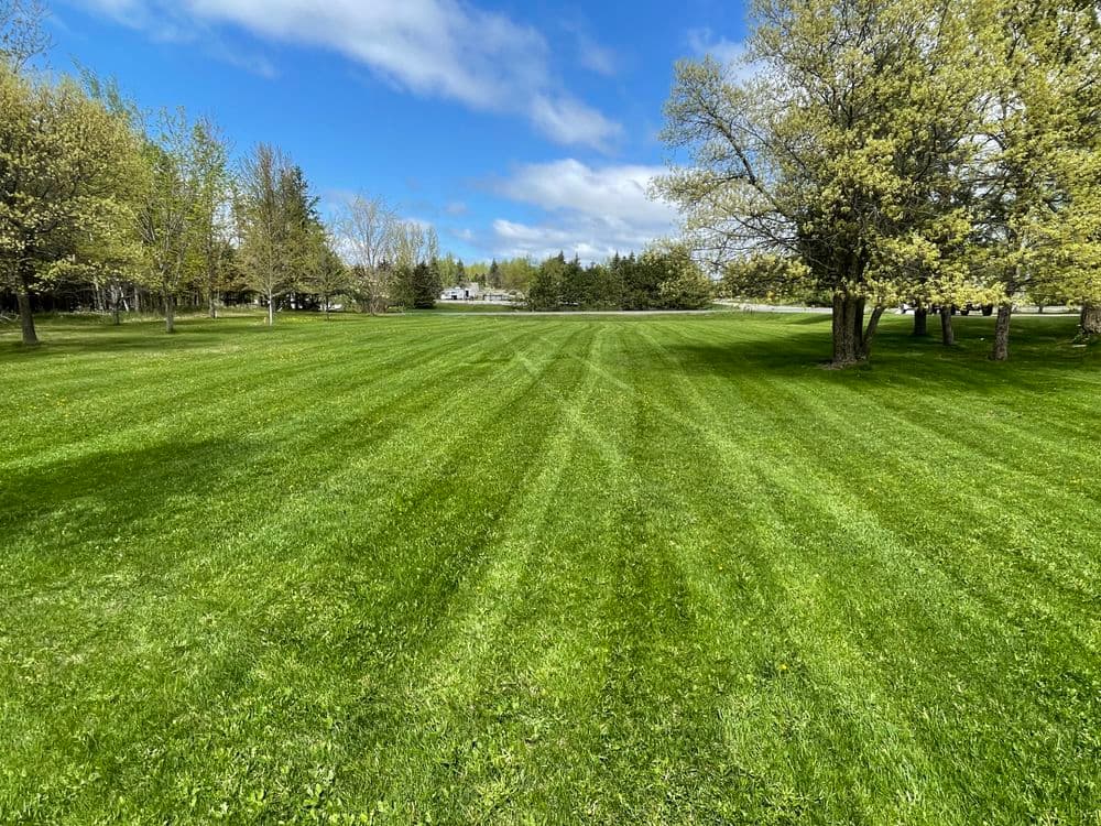 Lush green lawn with mowed stripes, surrounded by trees under a bright blue sky.